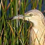IMG_3182  Crabier chevelu